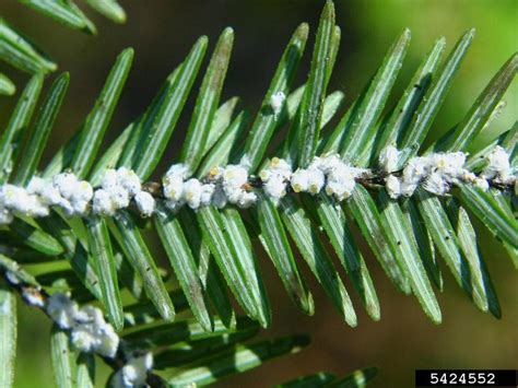 Central Pennsylvania Forestry: Hemlock Woolly Adelgid Control