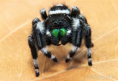 Bold Jumping Spider (Vivarium ideas) · iNaturalist