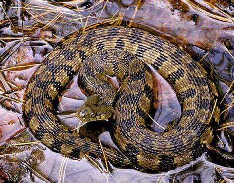 snakes of kentucky identification | Diamondback Water Snake | Anfibios, Vertebrados, Mosasaurio