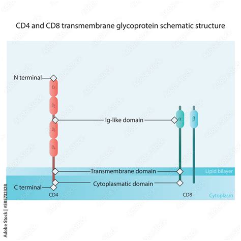 CD4 and CD8 transmembrane glycoprotein schematic structure scientific diagram illustration ...