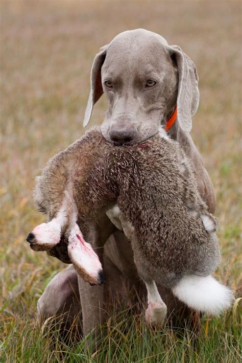 A Weimaraner as a future hunting dog? I think so! | Hunting dogs ...