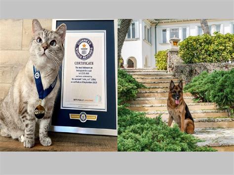 Richest Pets of the World: 4000 कोटींचा कुत्रा तर 800 कोटींची मांजर ...