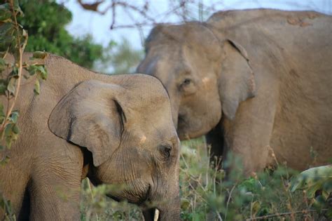 Two Sri Lankan elephants to grace Safari Park in Pakistan | Sri Lanka Foundation