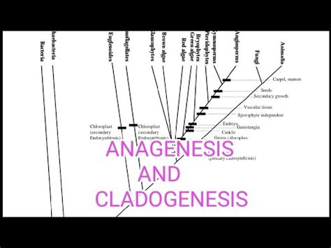 ANAGENESIS AND CLADOGENESIS || SPECIATION | EVOLUTION - YouTube