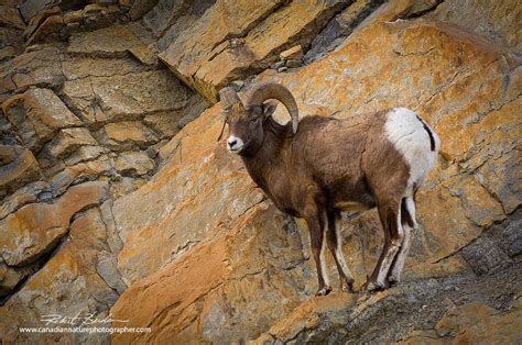 Alberta Wildlife Photography by Robert Berdan - The Canadian Nature ...