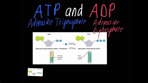 ATP vs ADP - YouTube