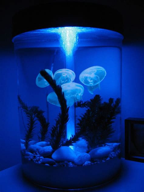 Jellyfish Tank With Jellyfish For Sale - Temmie Aquarium