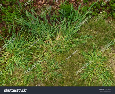 Nice Specimen Crabgrass Weeds My Garden Stock Photo 711112414 ...