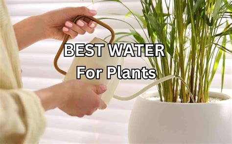 BEST WATER For Plants. What You Need to Know - Simplify Gardening