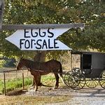 Eggs For Sale | Flickr - Photo Sharing!
