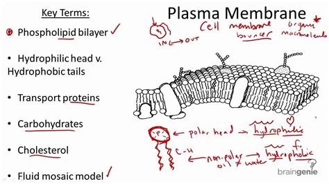 2.1.5 Plasma Membrane Structure and Function - YouTube