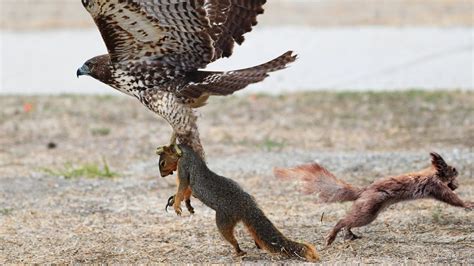 Can Hawk Attack Squirrel On The Tree ? - YouTube