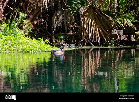 river scene, Wood duck, Aix sponsa, vegetation, reflections, nature, wildlife, Silver Springs ...