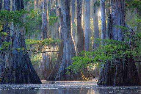 Big Cypress Bayou...Caddo Lake | Landskab, Hår og skønhed