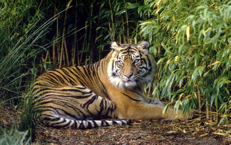 Body part by body part, Sumatran Tigers are being sold into extinction - WWF-Singapore