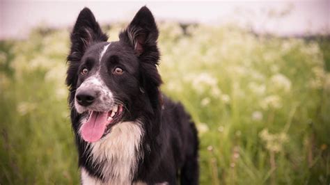 The 136 Most Popular Border Collie Names