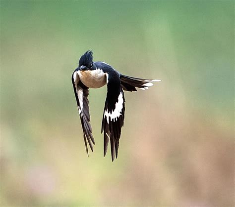 Pied cuckoo (Clamator jacobinus)