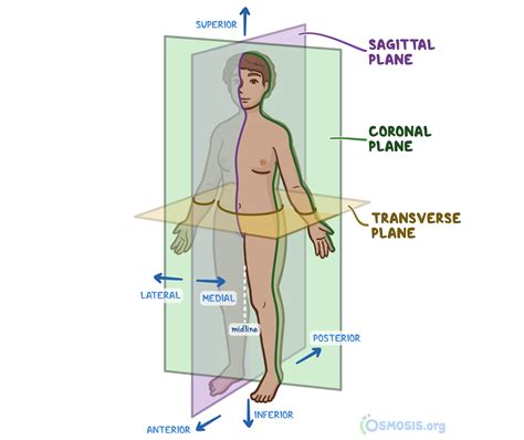 Anatomical Quadrants Body Directions Regions Planes - Bank2home.com