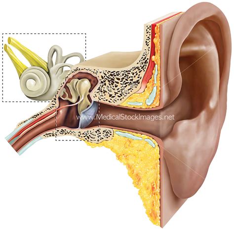 Anatomy of Inner and Outer Ear – Medical Stock Images Company