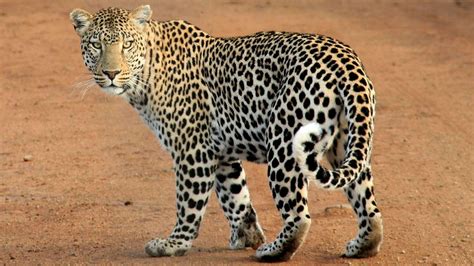 Leopard Fact Sheet | Blog | Nature | PBS