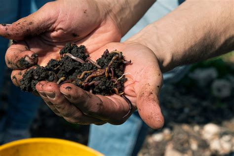 How to Vermicompost – Mother Earth News