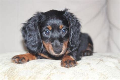 Stunning long hair black/tan miniature dachshund puppy , 8 weeks old ...