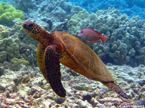 Coral Reefs and Climate Change - What lives on a coral reef - Teach Ocean Science