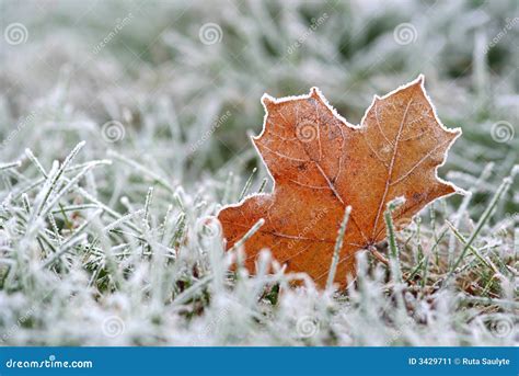 Hoar-frost stock image. Image of dead, abstract, macro - 3429711