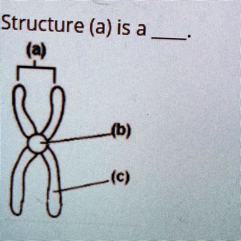 SOLVED: a) chromatin b) chromosome c) centromere d) chromatid Structure (a) is a ? (b) Iqh