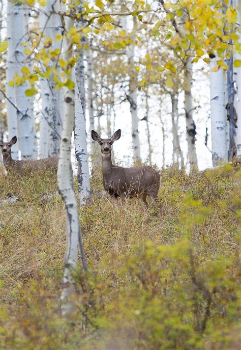 Utah Hunting | Licenses and Outfitters | Visit Utah