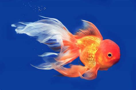 29 Types Of Goldfish Breeds [Common & Fancy] | Fishkeeping World