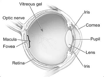 Photoreceptors - Vision