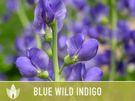 Blue Wild Indigo Flower Seeds, Heirloom, Native, Flower Seeds - Etsy