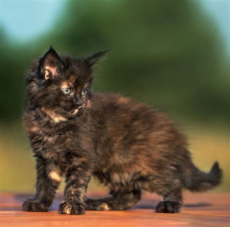 Tortoiseshell Cat: Over 30 Fascinating Facts About Tortie Cats | Pretty cats, Tortie kitten ...