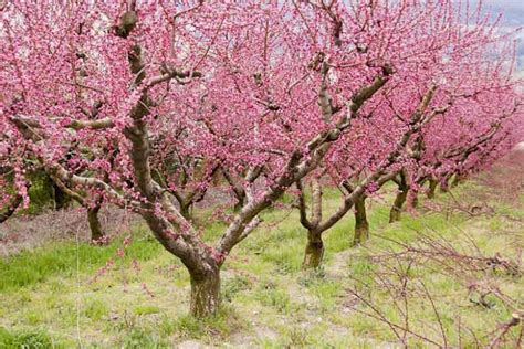 Prunus persica (Peach)