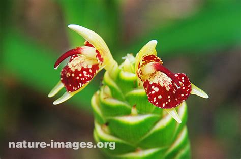 Ginger (Zingiber officinale Roscoe) Flower – Nature-images.org