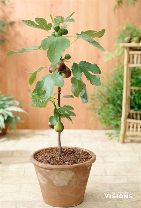 Ficus carica Violetta | Fast growing trees, Plants, Organic plants