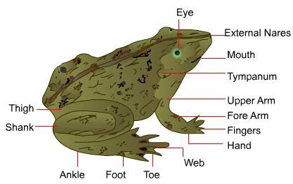 Year 3 Science: External Features of Frog