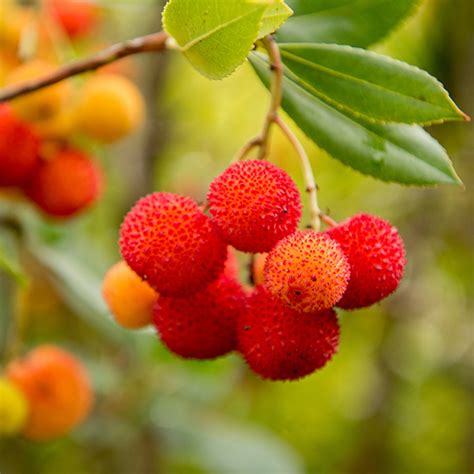 strawberry tree fruit ripe - Zena Blalock