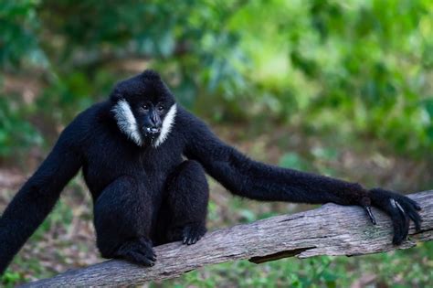 Premium Photo | Black gibbon males on the timber.