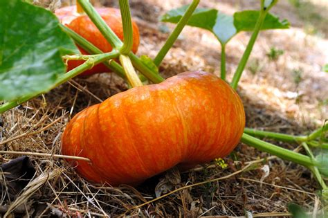 Grow Cinderella Pumpkins for High Yield Harvests.