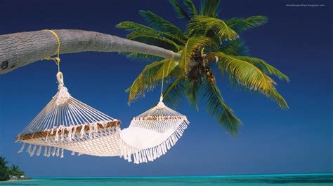 Palm tree and white hammock, beach, palm trees, hammocks, sea HD ...