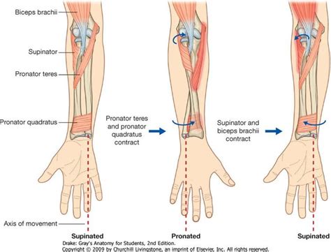 Pronation and supination of the forearm: Biceps brachii, Supinator ...