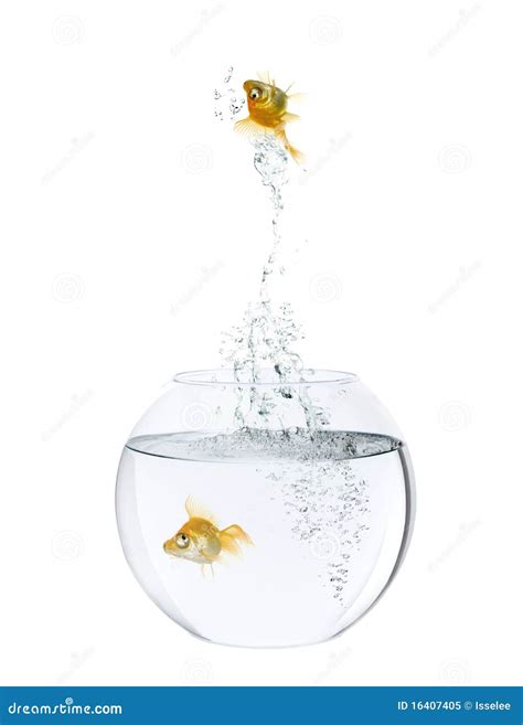 Goldfish Leaping Out Of Goldfish Bowl Stock Image - Image of length, jump: 16407405