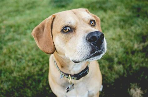 Pitbull Lab mix dogs: Intelligent, obedient, loyal and courageous