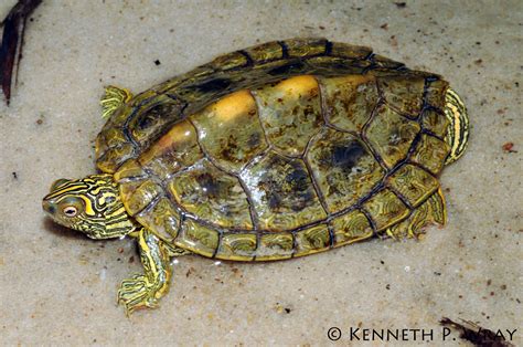 Graptemys versa (Texas Map Turtle) | An adult male Texas Map… | Flickr