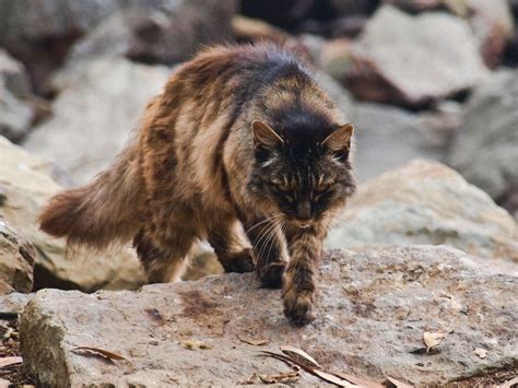 Feral Cat In Bergen County Tests Positive For Rabies | Ridgewood, NJ Patch