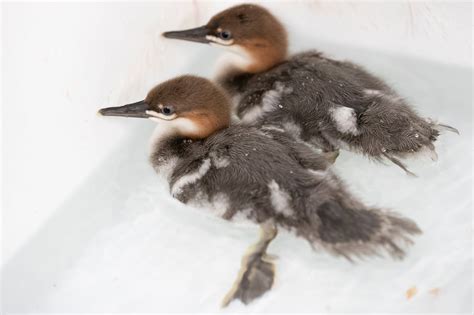 Darling ducks: A precious pair of scaly-sided mergansers have hatched!