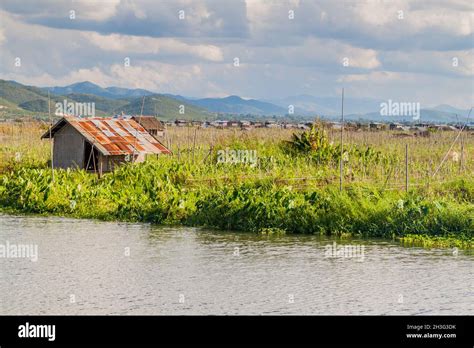 Floating gardens at Inle lake, Myanmar Stock Photo - Alamy