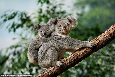 Koala bears are infected by a virus that causes cancer | Daily Mail Online